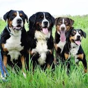 Greater Swiss Mountain Dog