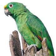 Parrot