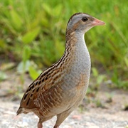 Desnianskyi Biosphere Reserve, Ukraine