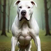 Dogo Argentino