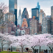 Spring in NYC