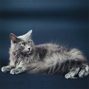 Nebelung Cat