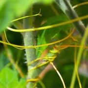 S4.E4: How Do Aliens Think