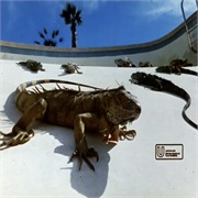 Benson & Hedges: "Swimming Pool"