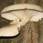 Pleurotus