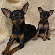 Pražský Krysařík