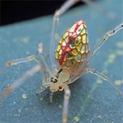 Mirror Spider
