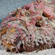 Stonefish
