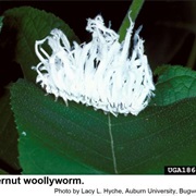 Butternut Woollyworm