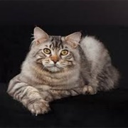 American Bobtail Cat