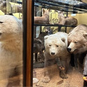 Tring Natural History Museum Hybrid Animals