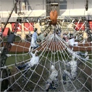 Big Brother: All-Stars: "Eviction" (S7,E12)