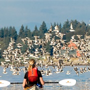 Wings Over Water Northwest Birding Festival (Blaine in March)