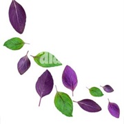 Purple Leaves