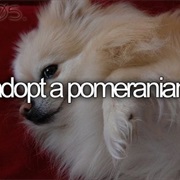 Adopt a Pomeranian