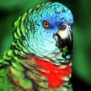 Saint Lucia Parrot