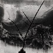 Ritual Branch (Minor White)