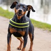 Manchester Terrier
