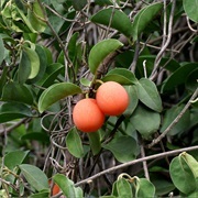 Ximenia Americana