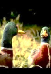 Hovis "Ducks" TV Advert (2005)