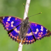 Lesser Purple Emperor