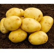 Miniature Potatoes - Baby Lou