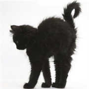 Kitten (Obstinatrix)