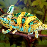 Veiled Chameleon