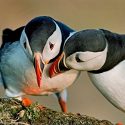 Puffin Watching