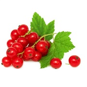 Red Currant
