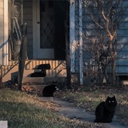 Merzbow - Catalysis 猫媒