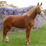 Flaxen Chestnut