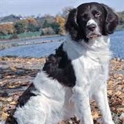 Drentsche Patrijshond