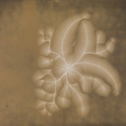 Negative Discharge on Gold-Coated Paper (Alan Archibald Campbell-Swinton)