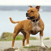 Staffordshire Bull Terrier