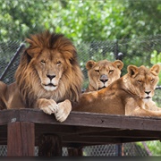 Tippi Hedren's Shambala Preserve