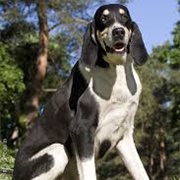 Francais Blanc Et Noir Dog