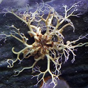Basket Star