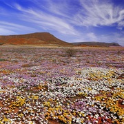 Namakwa, South Africa