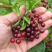 Chokecherry Flavored Foods