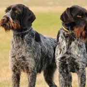 German Wirehaired Pointer