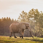 Elephant Sanctuary in Tennessee