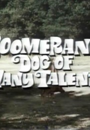Boomerang, Dog of Many Talents (1968)