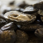 Eastern Oysters (Gulf of Mexico)