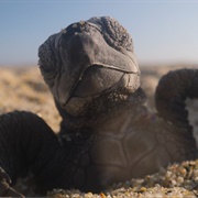 S2.E3: The Next Generation