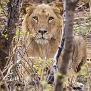 W National Park: Benin, Burkina Faso & Niger