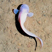 Snailfish