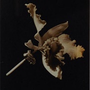 Still Life (Lusha Nelson)