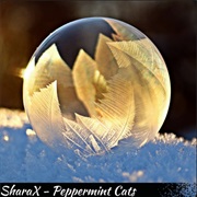 Peppermint Cats - Sharax