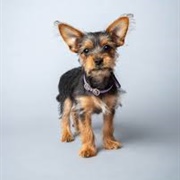 Chorkie Dog